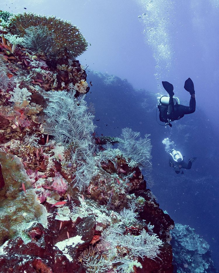 Philippine diving sites - Tubbataha