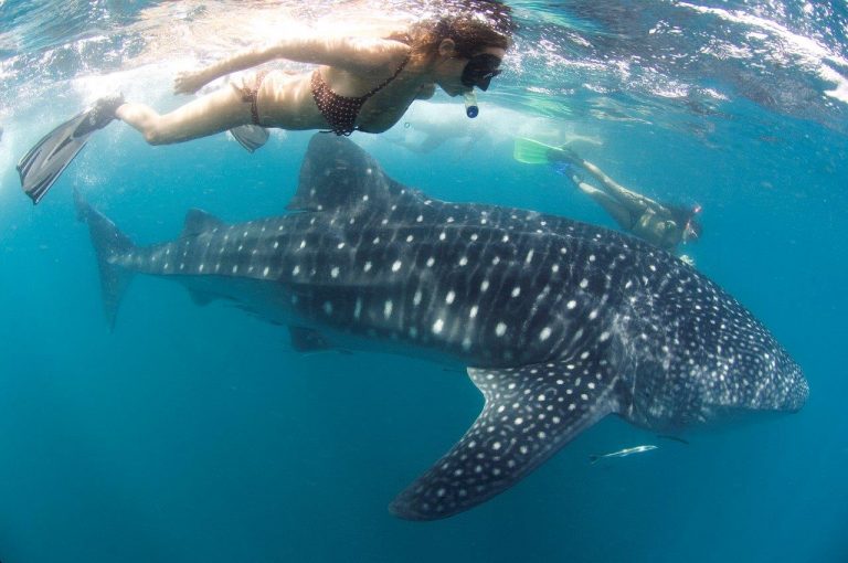 hilippine diving sites - whale shark