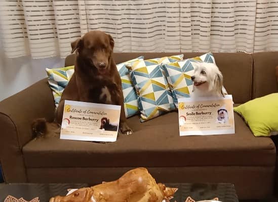 loyal dogs with certificates