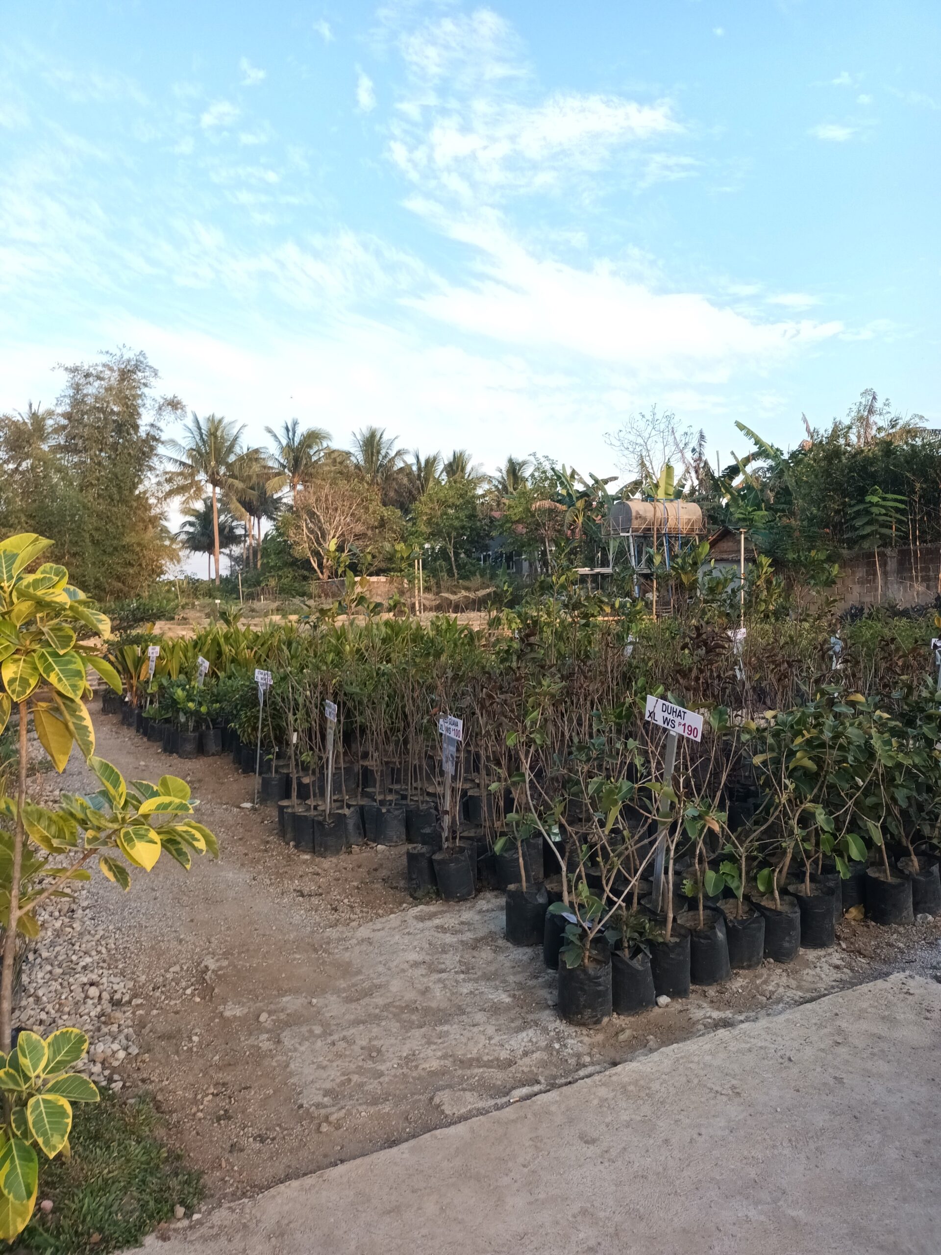 Hidden Charm Cafe in Silang, Cavite - wholesale plants and fruit bearing trees