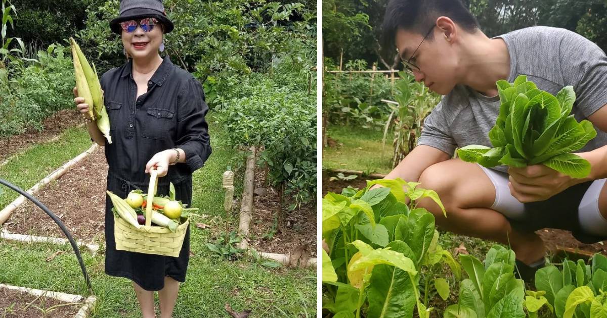 The Weekend Farmer in Cavite - harvest your own vegetables