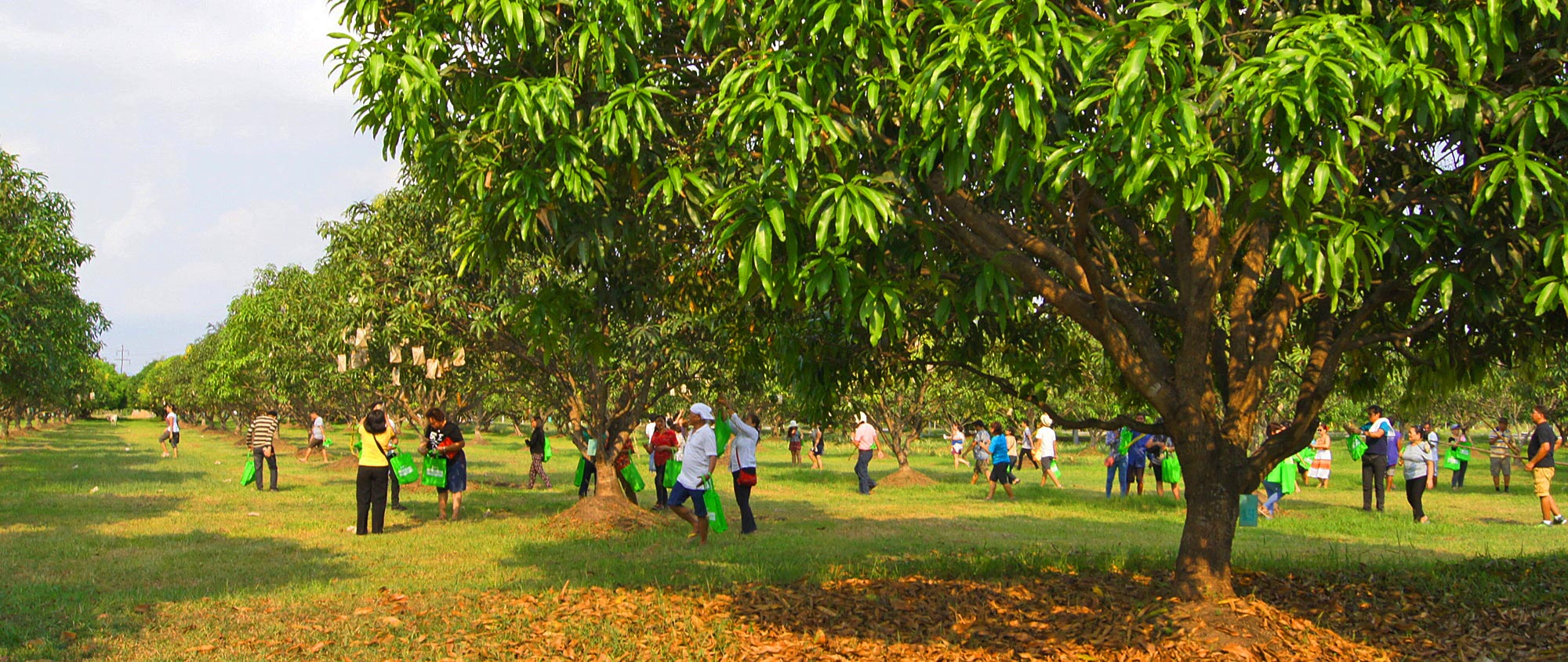 Rosa Farms - pick and pay mangoes