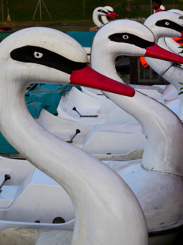 Bottle Tree Park Reviews Singapore Parks & Gardens TheSmartLocal