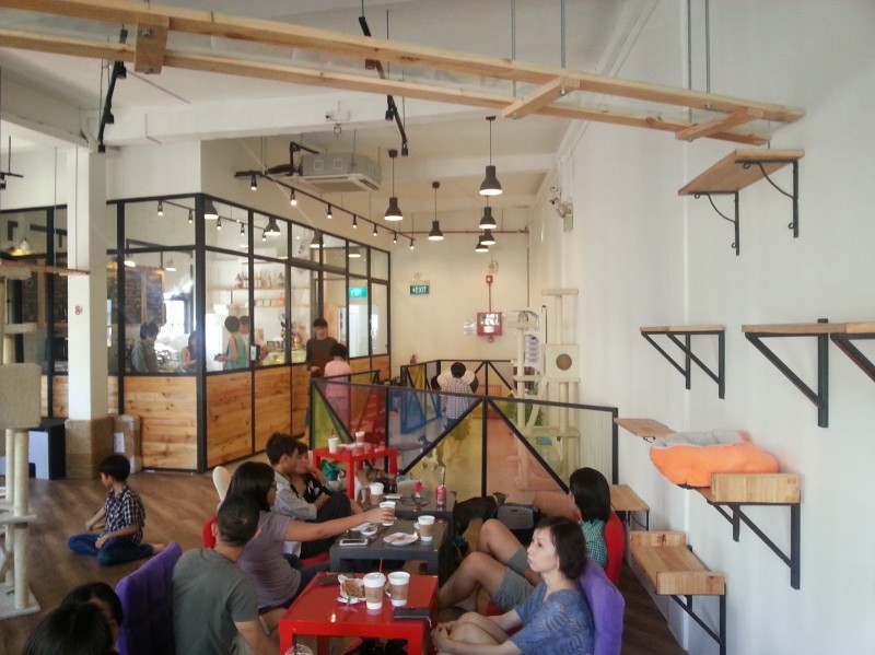 The cat cafe Reviews Singapore Other Restaurants TheSmartLocal Reviews