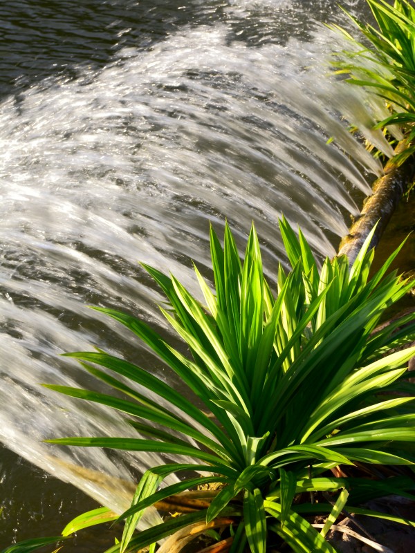 Bottle Tree Park Reviews Singapore Parks & Gardens TheSmartLocal