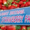 Raju Hill Strawberry Farm