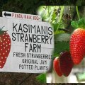 Kasimani's Strawberry Farm