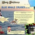 Blue Whale Cruises