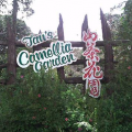 Tan's Camellia Garden