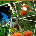 KL Butterfly Park