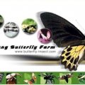 Penang Butterfly Farm