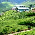 Cameron Valley / Bharat Tea Estate