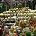 Cactus Farm