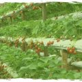 Genting Highlands Strawberry Leisure Farm
