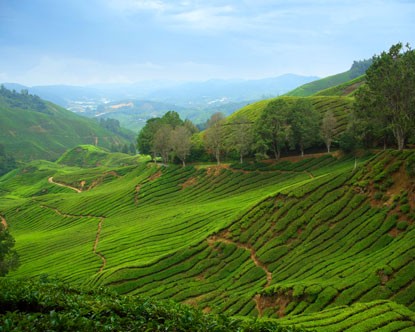 Cameron Highlands Reviews - Malaysia Parks, Gardens & Scenic ...