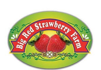 Big red strawberry farm