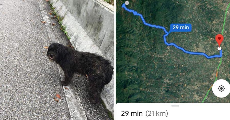 Thai dog walks 21 km to wait for owner Chiang Mai