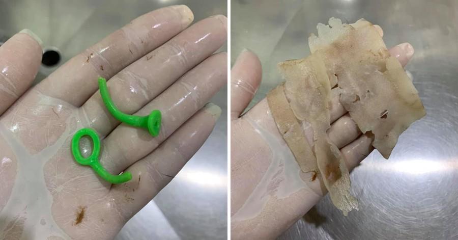 32 rubber ducks found in dog stomach