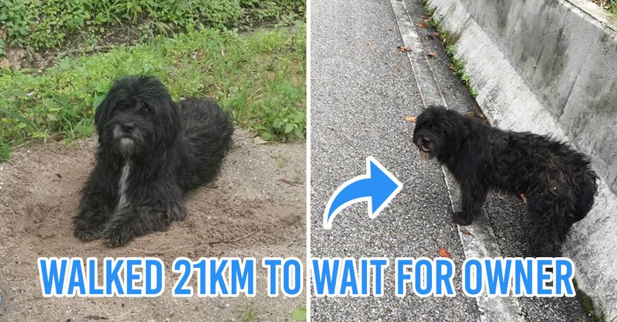 Thai dog walks 21 km to wait for owner Chiang Mai