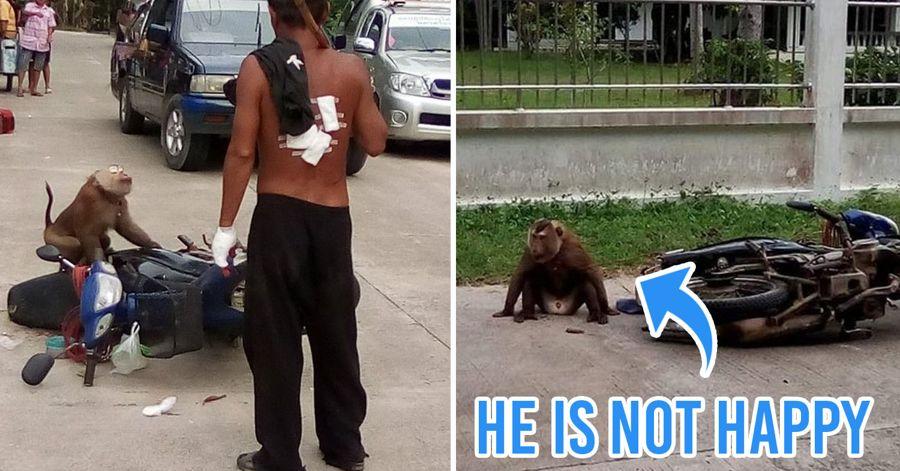 monkey attacks owner cashes bike Thailand