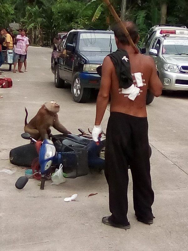 monkey attacks owner cashes bike Thailand