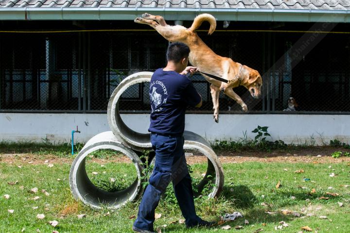 police dogs in bangkok training high jump