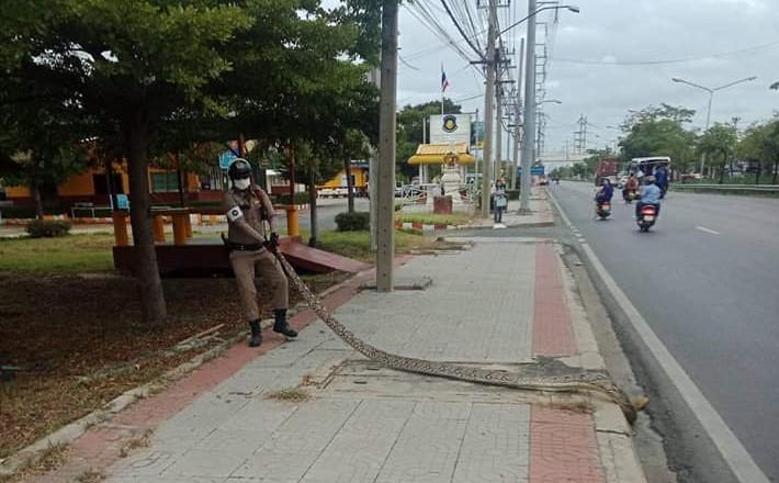 Python crosses Thai road