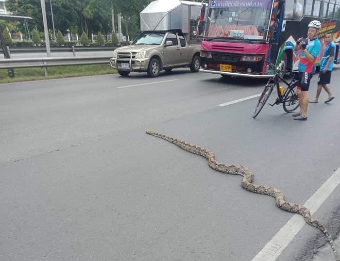 Python crosses Thai road