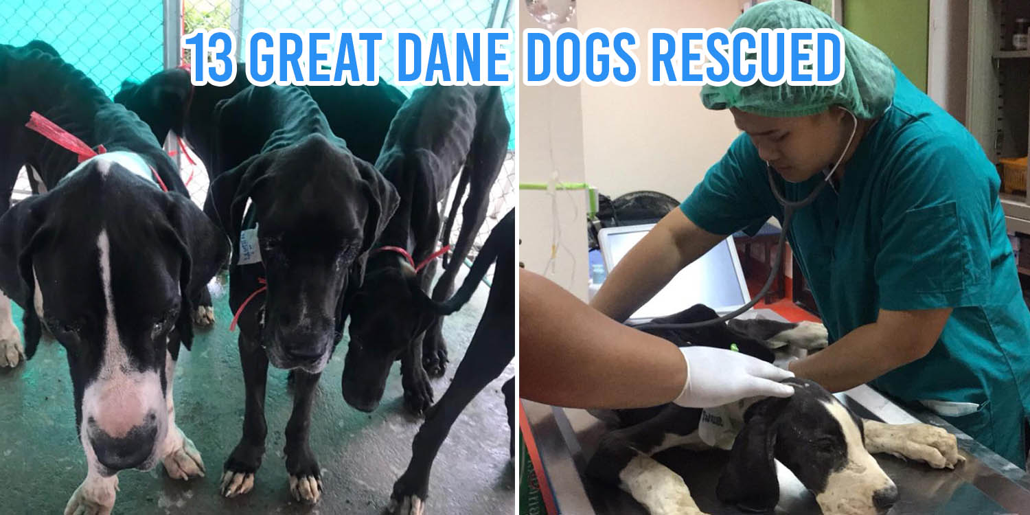 Great Dane Gets Rescued