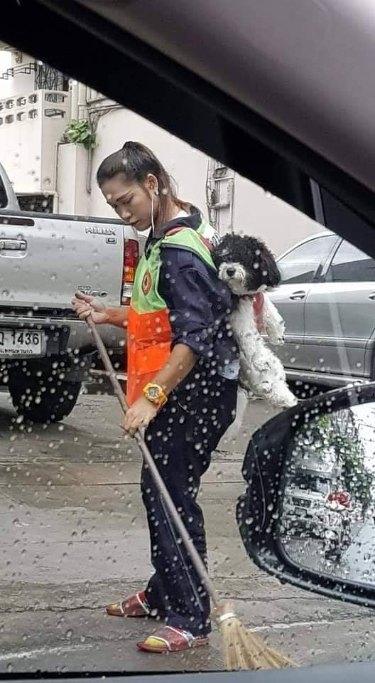 bangkok lady brings dog to work 