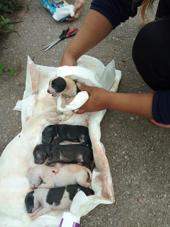 Jackpot a puppy rescued from car crash