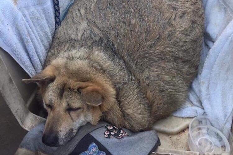 mercedes overweight dog