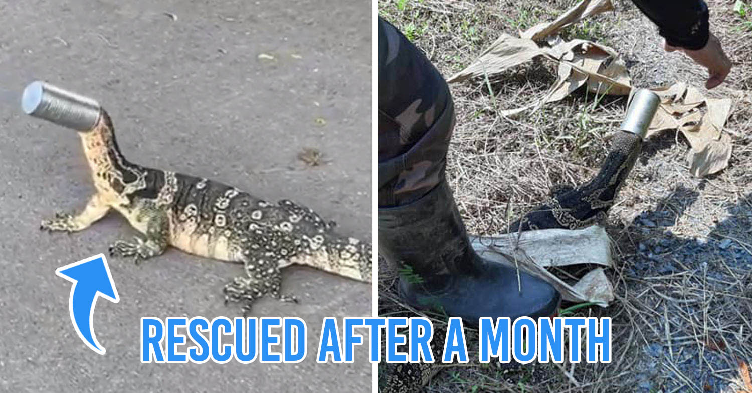 Monitor Lizard Rescued After Month