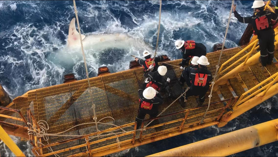 Shark is saved by Thai oil rig officers
