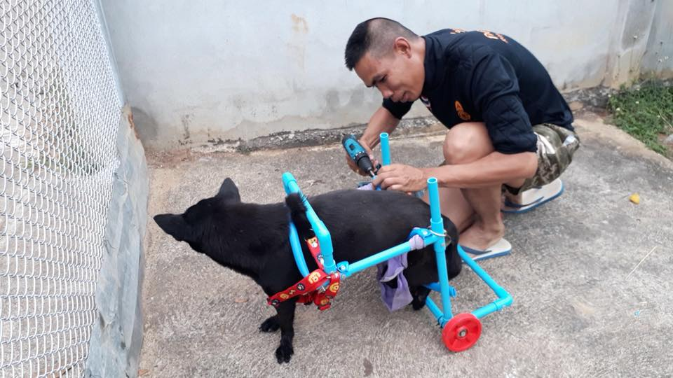 Thai soldier helps handicapped dogs