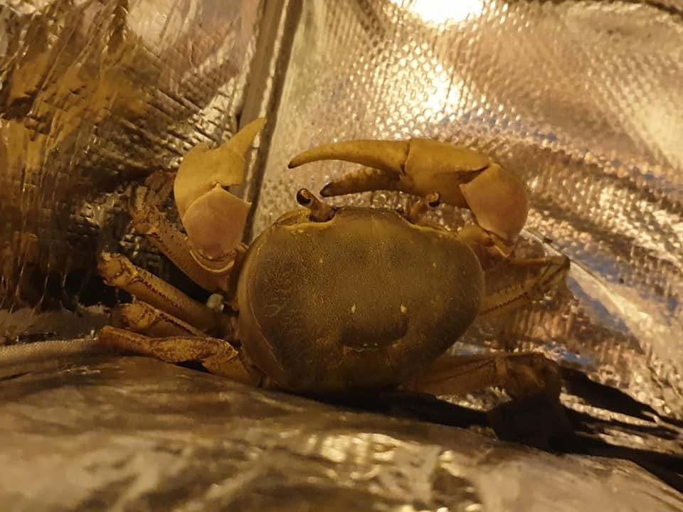 Grab driver rescues crab