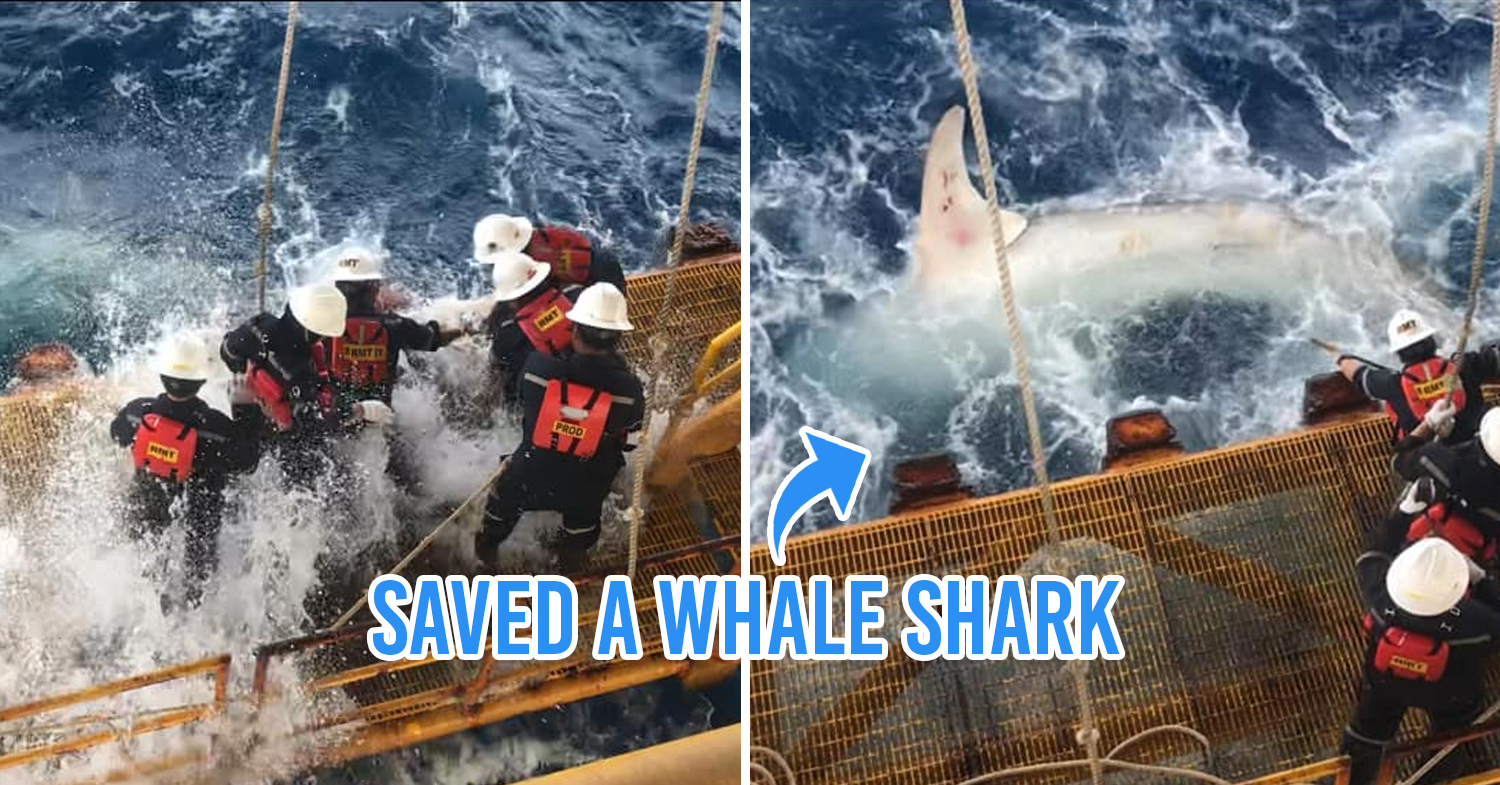 Shark saved by oil rig officers