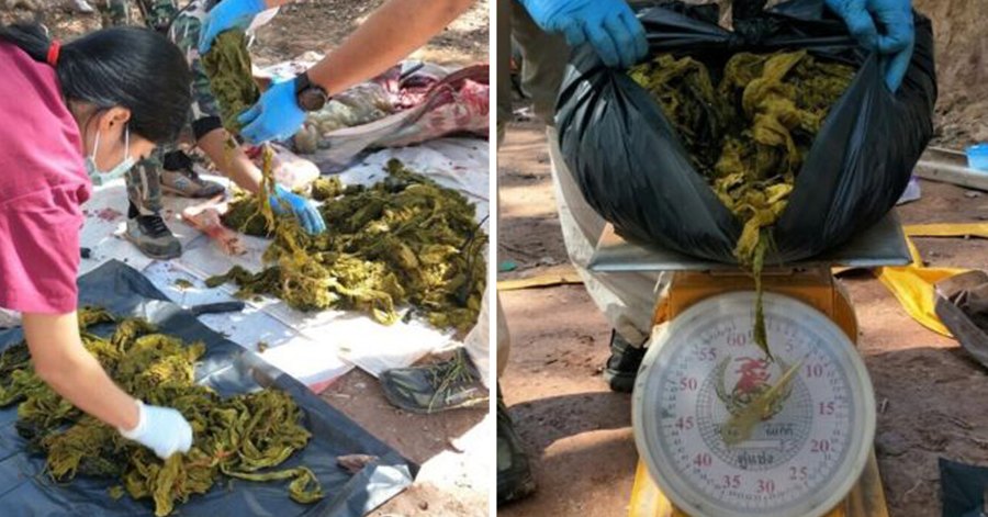 Deer Found Dead In Thai National Park With Stomach Filled With Rubbish Like Plastic Bags And Food Packets