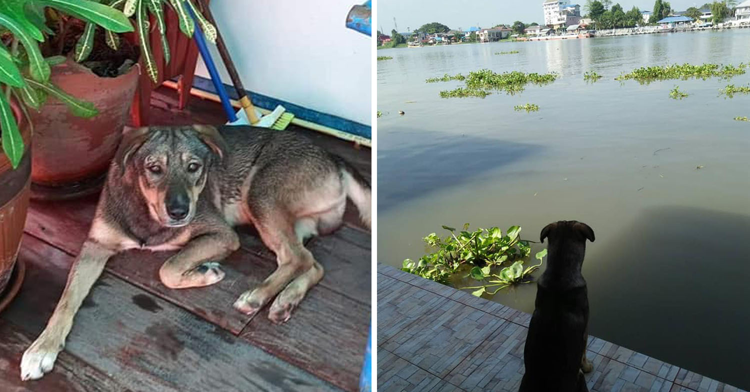 Woman Rescues Lost Dog After He Falls Into River, Netizens Send In Donations To Help Her