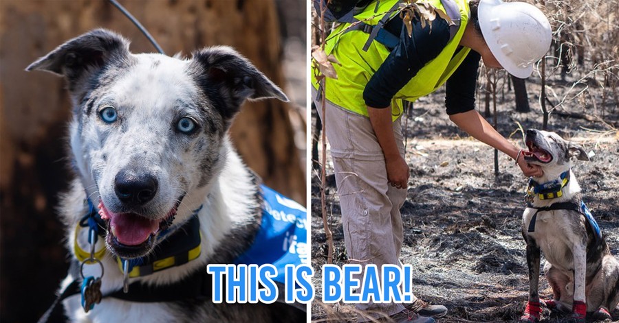 Adorable Search Dogs Help Locate Koalas During Australia's Bushfires