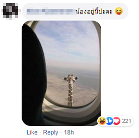 Runaway Giraffes Roam Around Street, Bring Joy To Thai Netizens