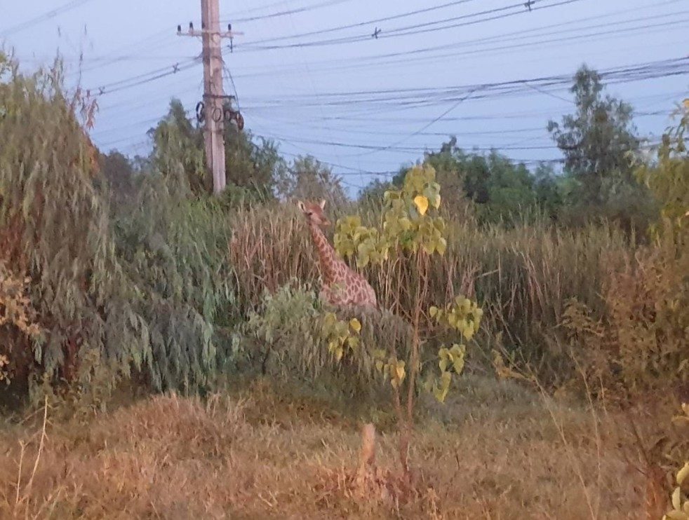 Runaway Giraffes Roam Around Street, Bring Joy To Thai Netizens
