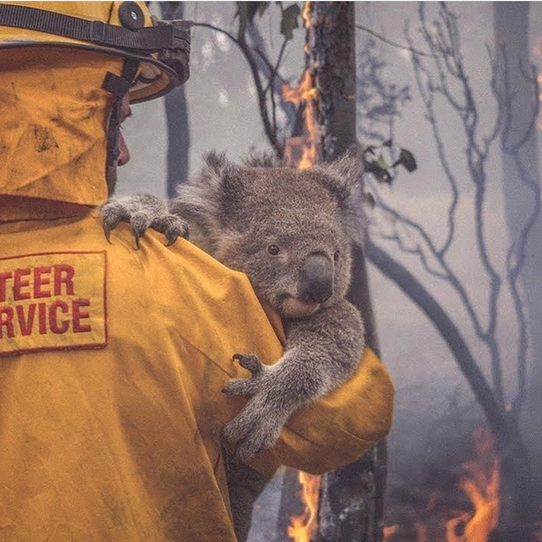You Can Now Adopt Koalas To Show Your Support During Australia's Raging Bushfires