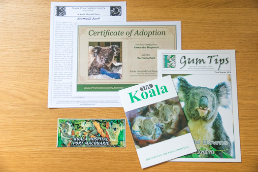 You Can Now Adopt Koalas To Show Your Support During Australia's Raging Bushfires