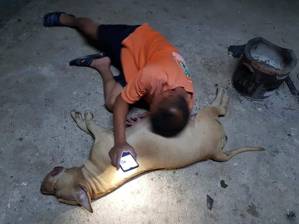 Pregnant Pitbull Dies While Protecting Owner From Cobra, Netizens Mourn For Her