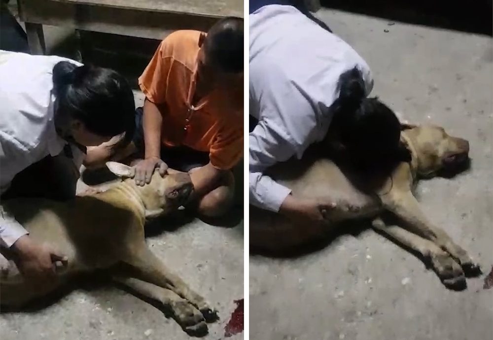 Pregnant Pitbull Dies While Protecting Owner From Cobra, Netizens Mourn For Her