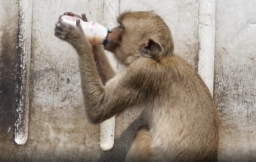 Rival Monkey Gangs Go Berserk And Fight Over Yogurt Drinks, Cause Traffic Jam For Humans