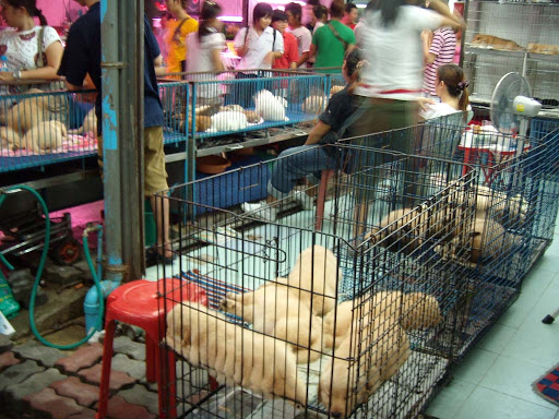 chatuchak market animals