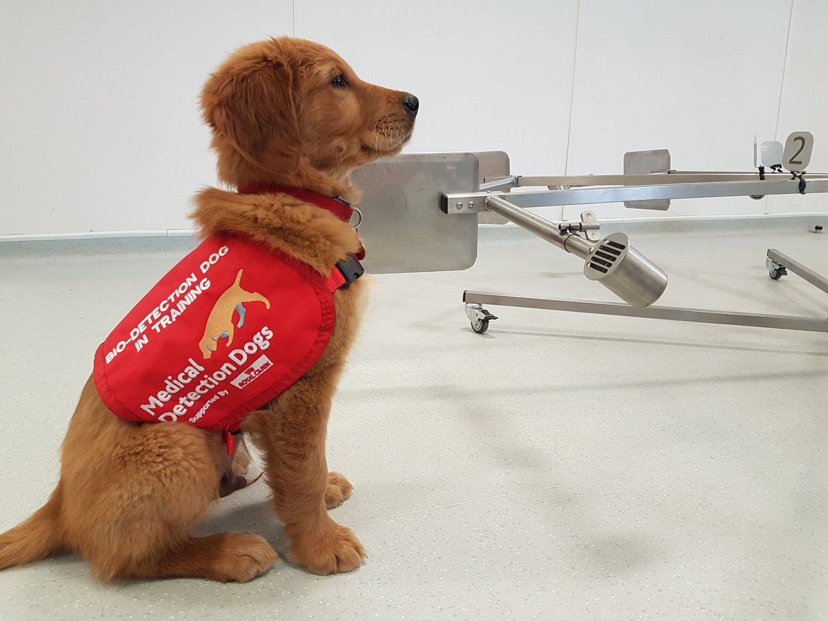 medical detection dogs