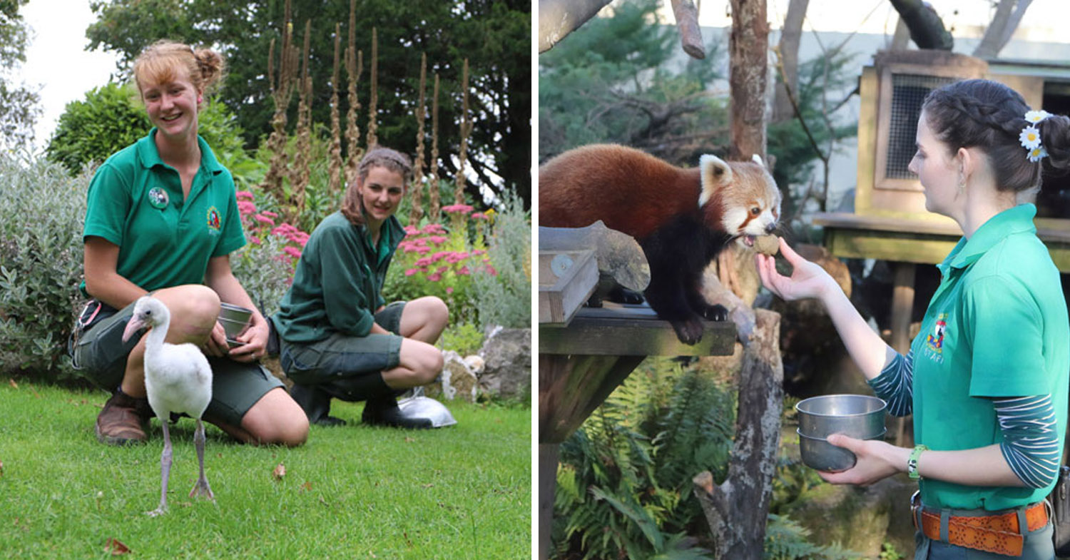 Zookeepers In England Volunteer To Look After Animals During Their 14-Day Isolation
